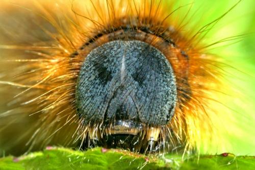 Malacosoma franconica